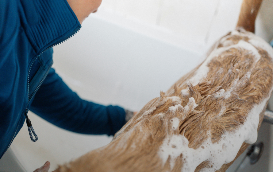 Residência Bragança Pta-1